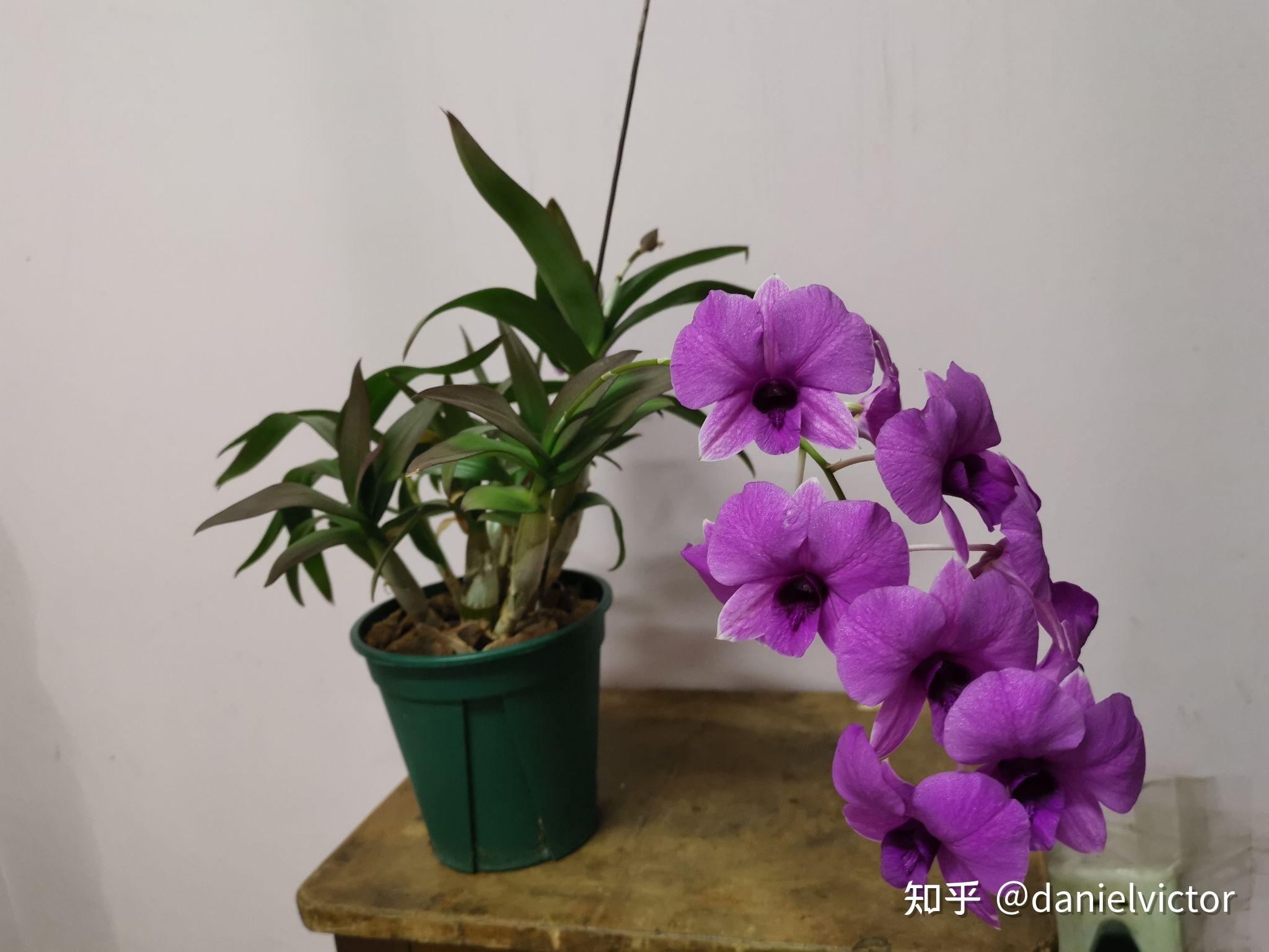 花友谈养兰花的经验--卡特兰、秋石斛的经验，坐标北京南向阳台 - 知乎