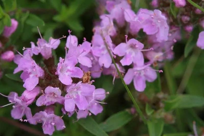 4百里香英文名:rosemary,迷迭香也叫露丝玛丽,其叶带有颇强烈的香味