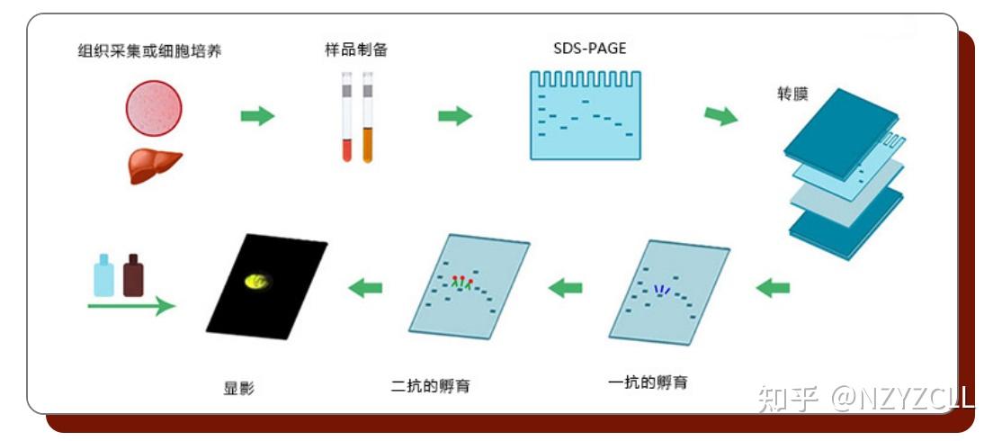 Wb Process 从实验原理吃透Western Blotting - 知乎