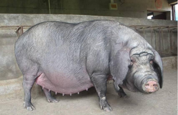 首先应听听母猪的喘息声,难产母猪往往呼吸急促,声音异常大且拉长