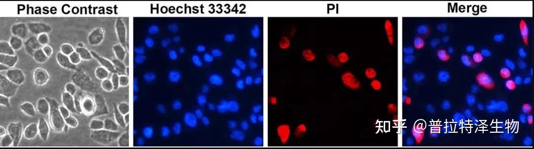 细胞凋亡检测方法汇总！——有哪一些是你不知道的？ - 知乎