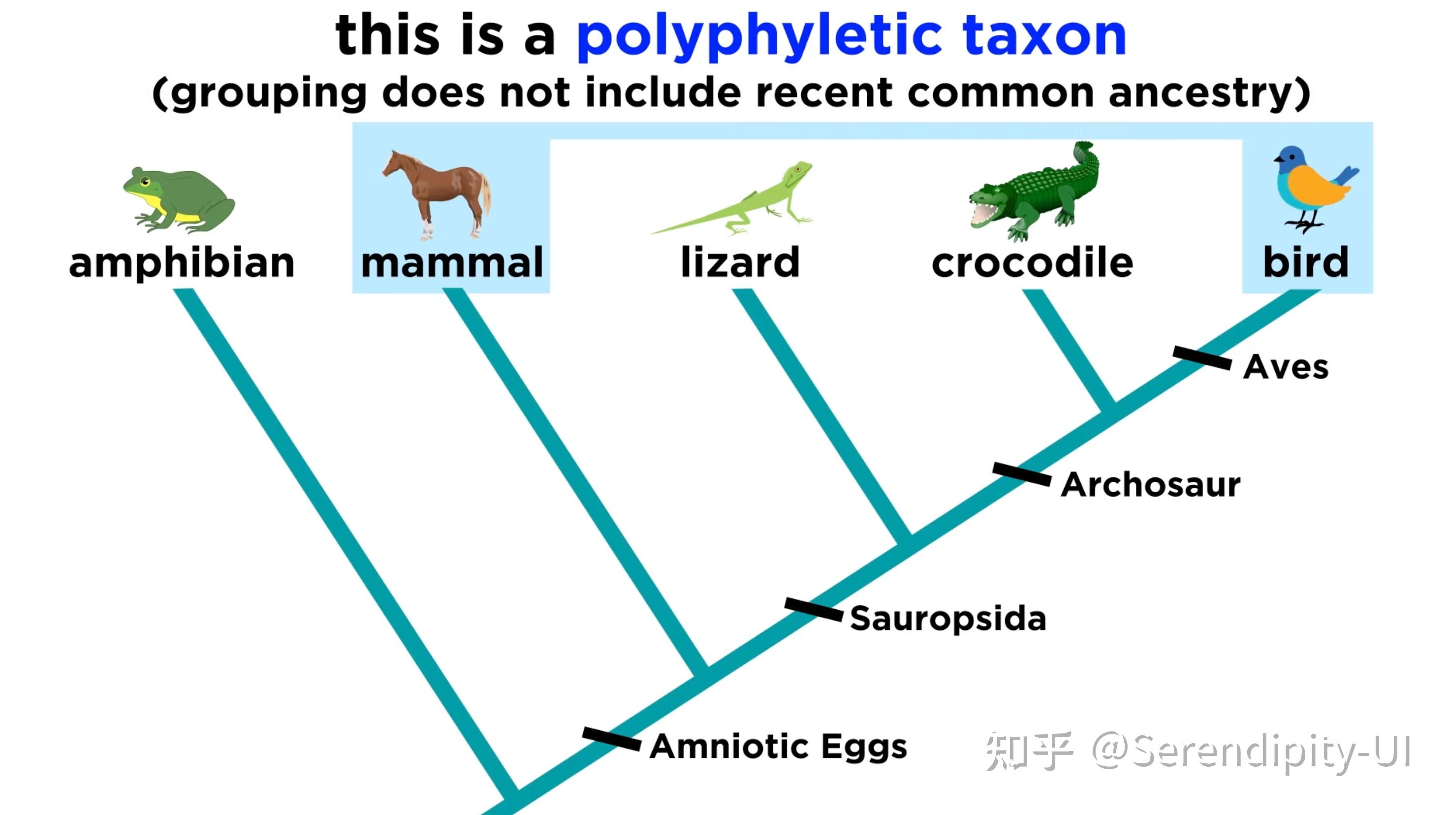区分monophyly¶phyly&polyphyly单系群&并系群&多系群 - 知乎