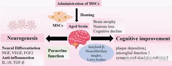 人类寿命极限在120-150岁之间!干细胞让衰老慢下来