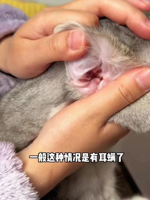 您可以采取一些措施来帮助预防猫咪挠耳朵的问题.