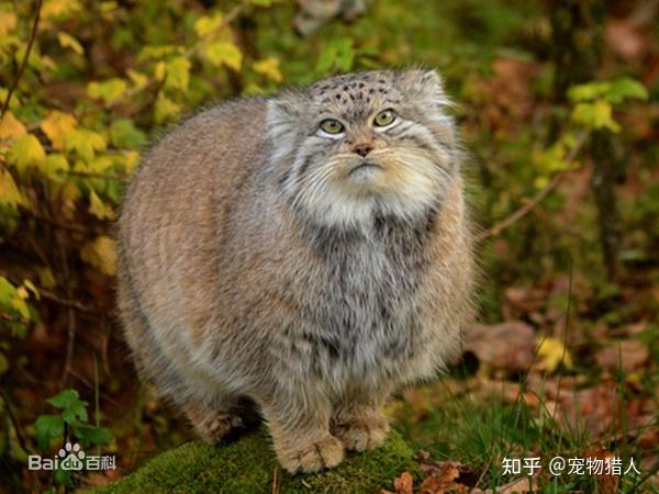 豹猫属渔猫,2亚种扁头豹猫锈斑豹猫,2亚种豹猫,11亚种薮猫属,薮猫,19