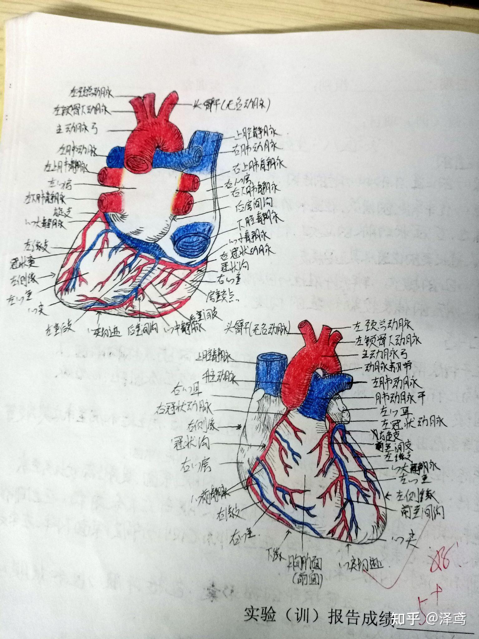 系統解剖實驗報告