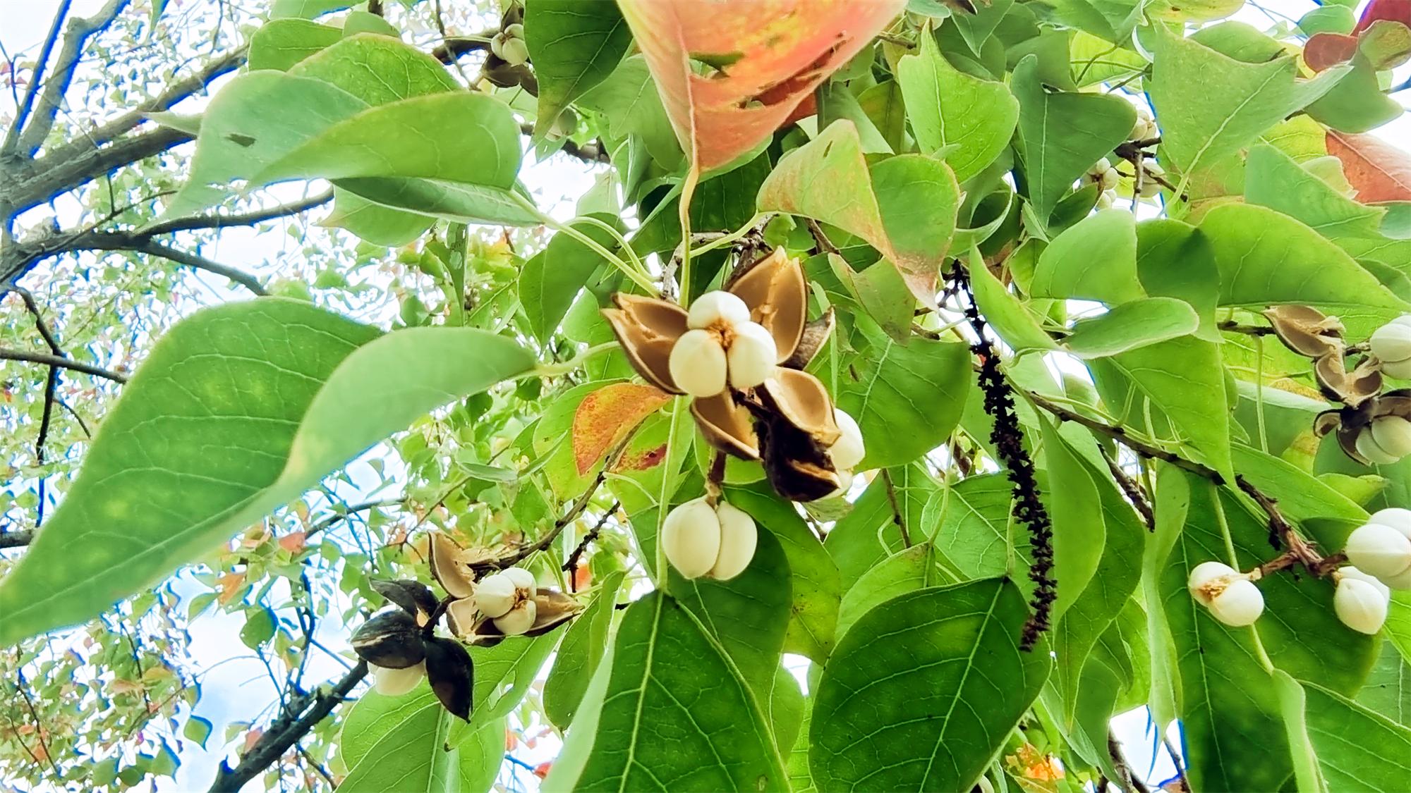 乌桕树的果子图片