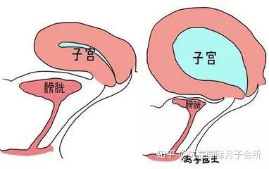 孕媽咪為什麼覺得孕期排尿次數增多