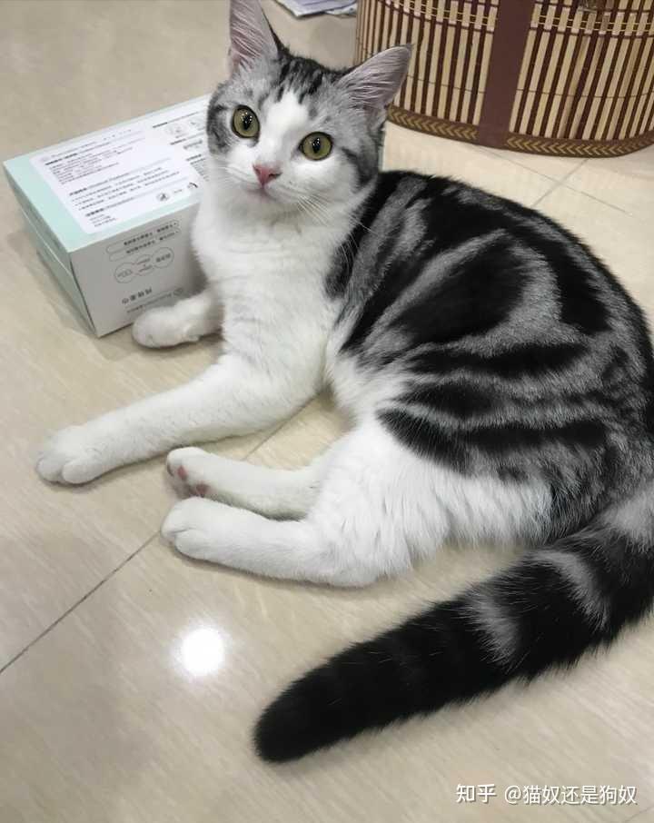 3,尾巴尖部较钝