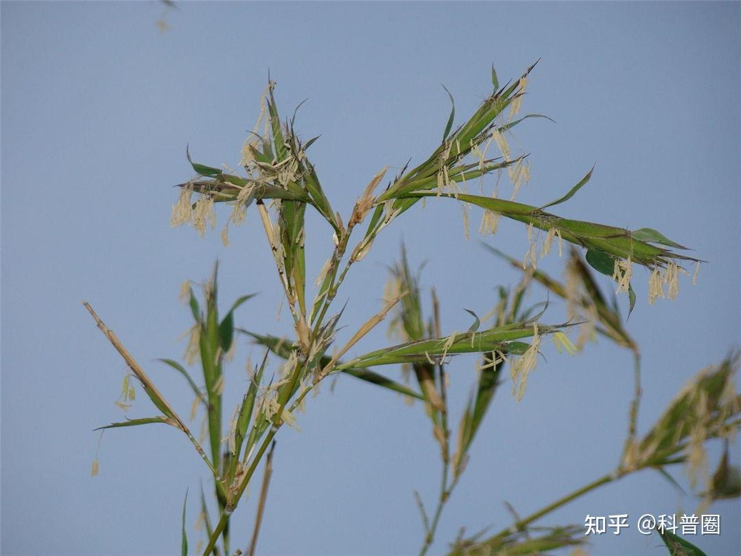 “竹子开花,马上搬家”,竹子开花真的是不祥征兆吗? - 知乎