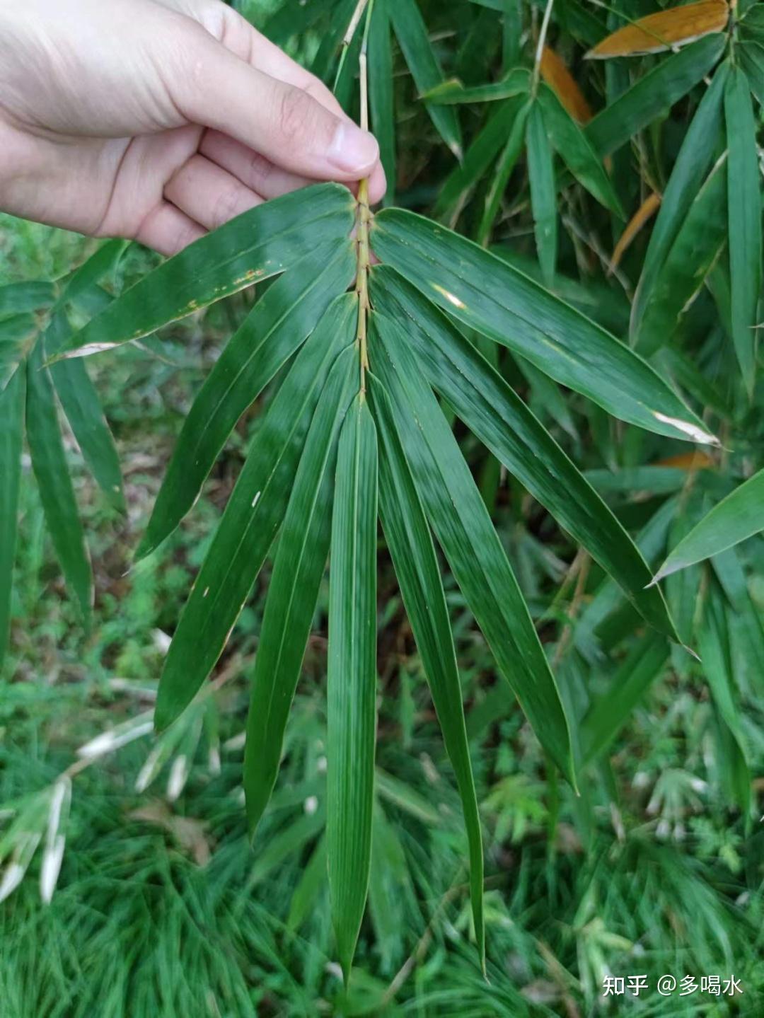 孝顺竹:话二十四孝之哭竹生笋