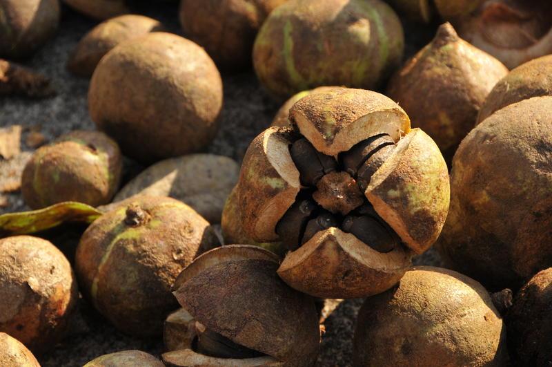 看这是红花茶果