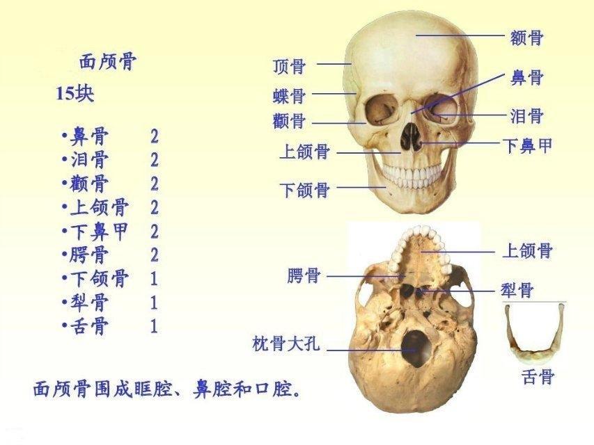面部骨骼名称高清图图片