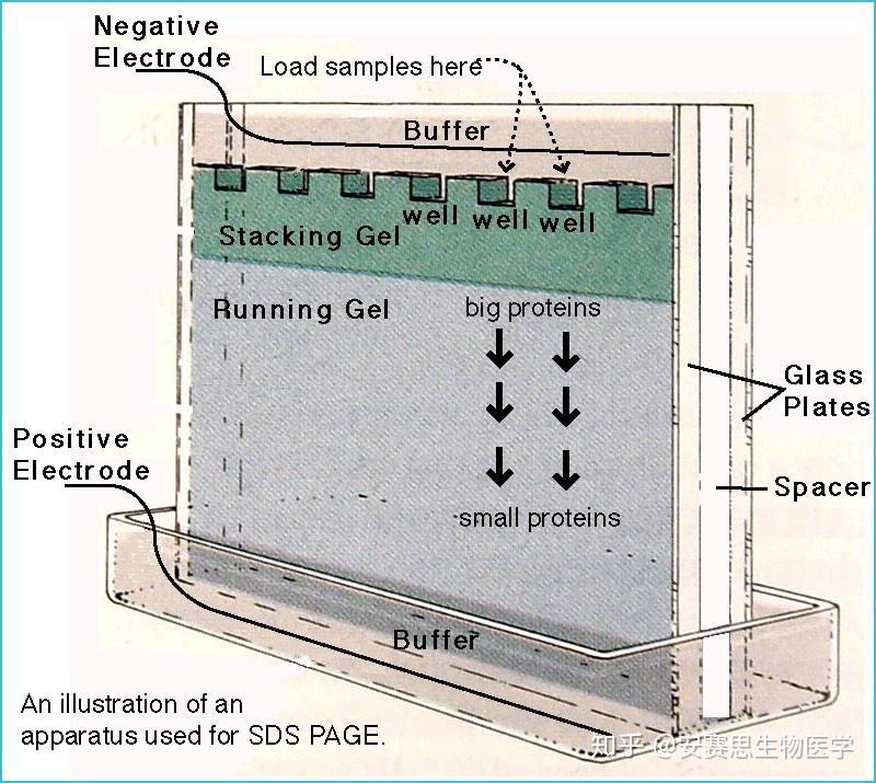 乾貨sdspage聚丙烯酰胺蛋白電泳原理詳解