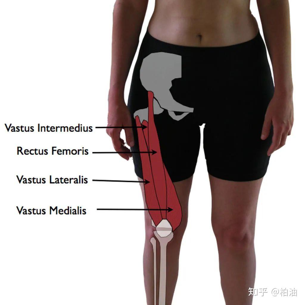 股四头肌的解剖和治疗方法 - 哔哩哔哩