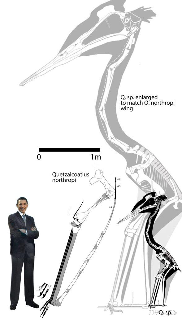 如果翼龙没有灭绝,人类能不能驯化翼龙作为飞行坐骑呢?