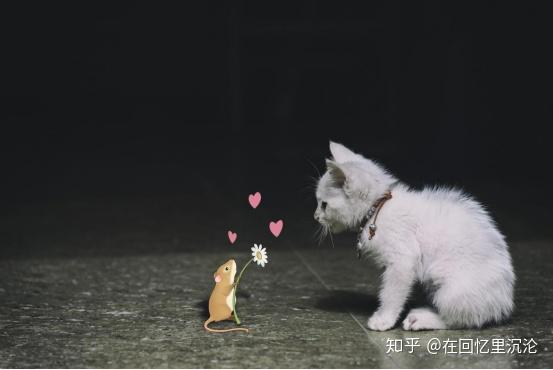 〖梦见被猫追梦见被猫追着咬是什么预兆〗