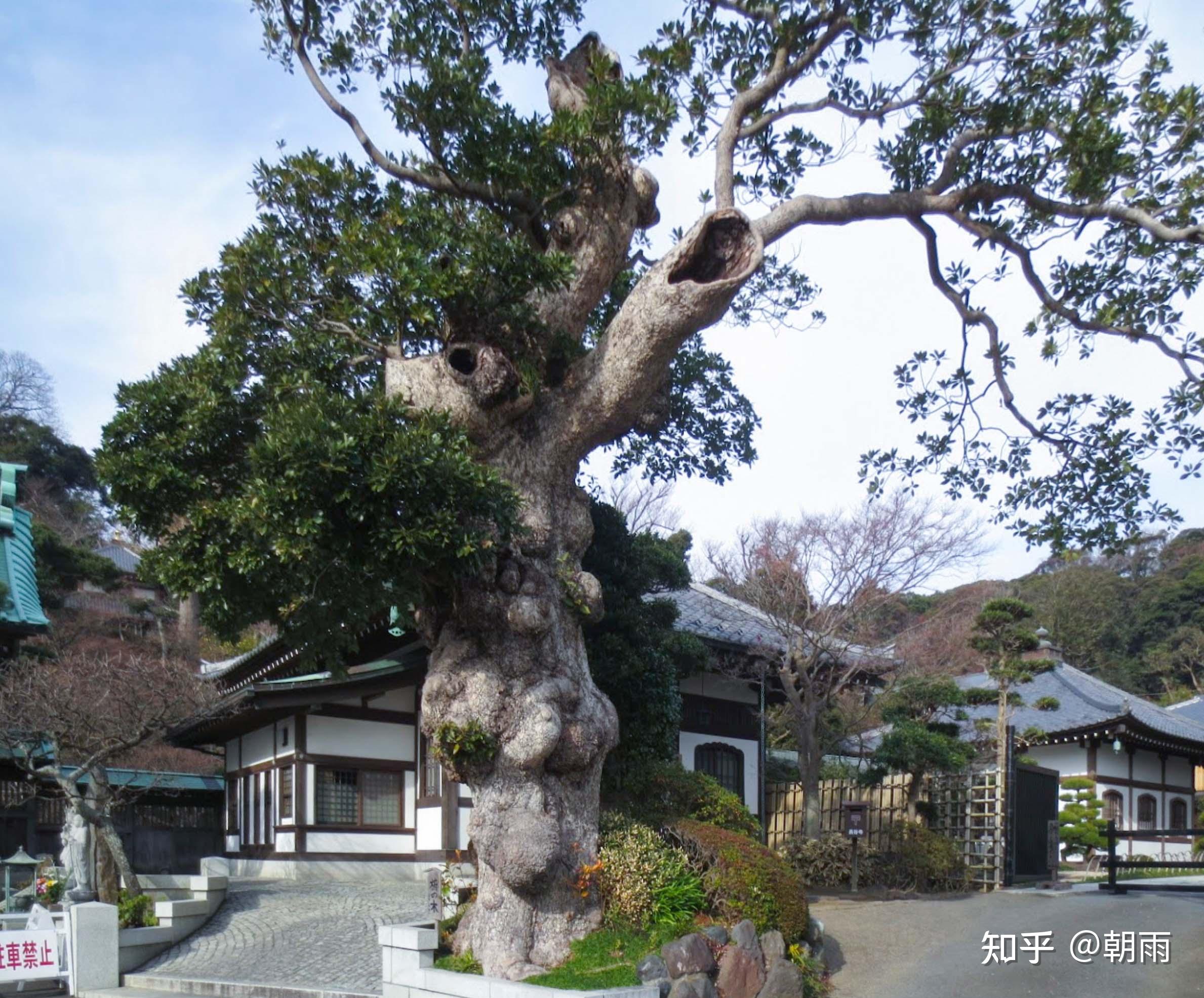 镰仓·长谷寺 (一)