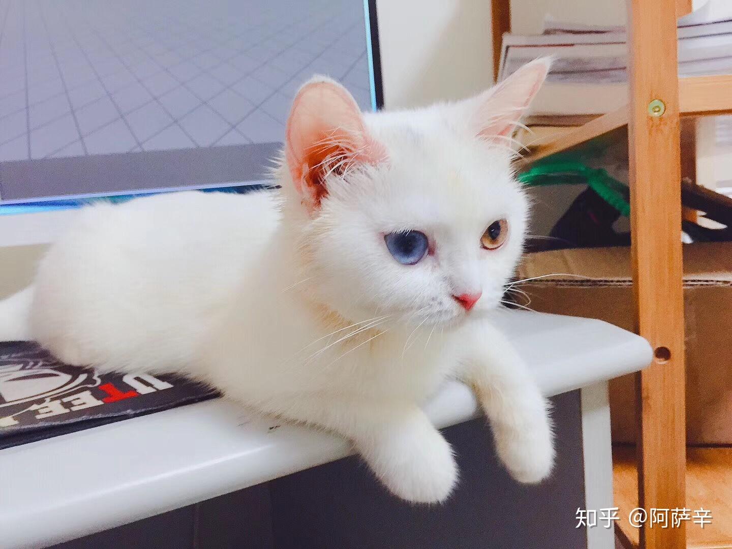 晒自家英短纯白异瞳猫