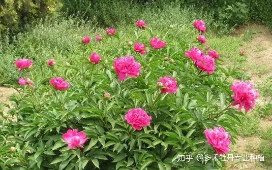 芍药应怎样科学疏蕾 知乎