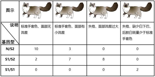 布偶猫花色基因研究进展 知乎