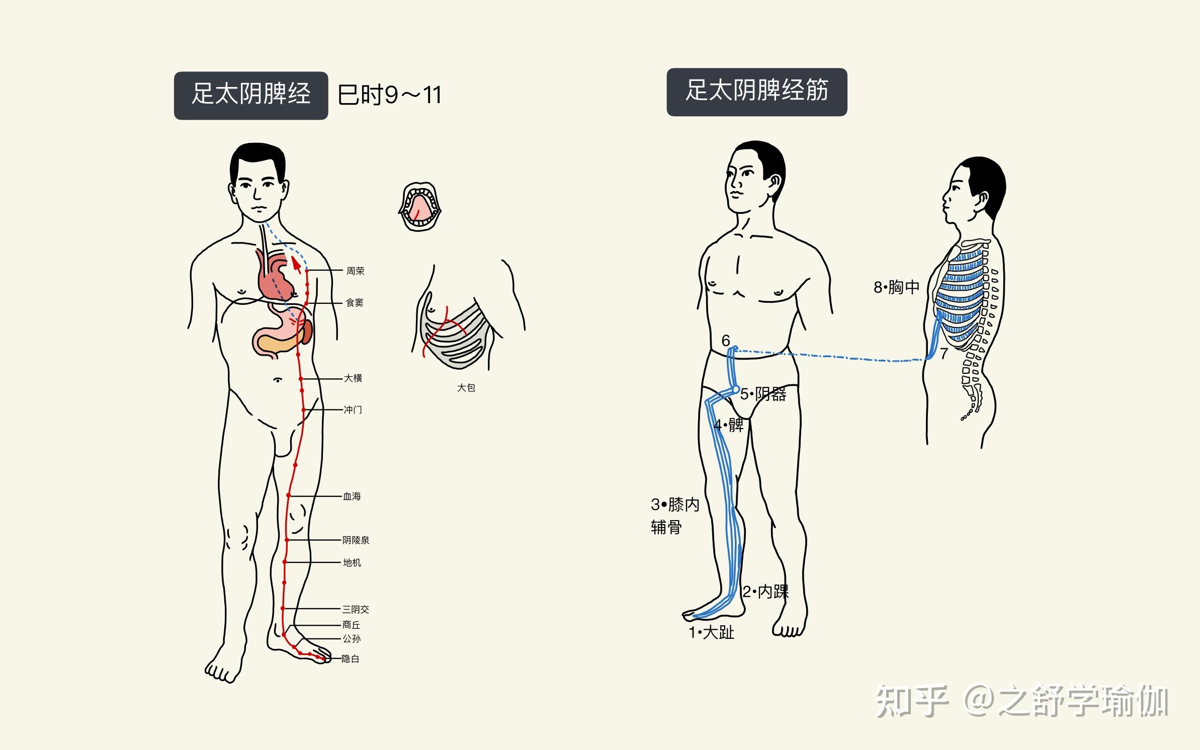 筋骨训练十二条大筋图片