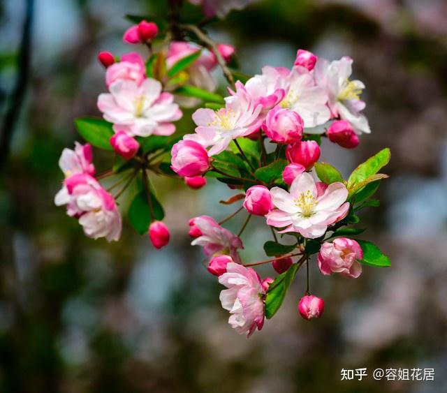 4种“睡眠花”,卧室摆一盆,身体越来越好,难怪聪明人都在养 - 知乎