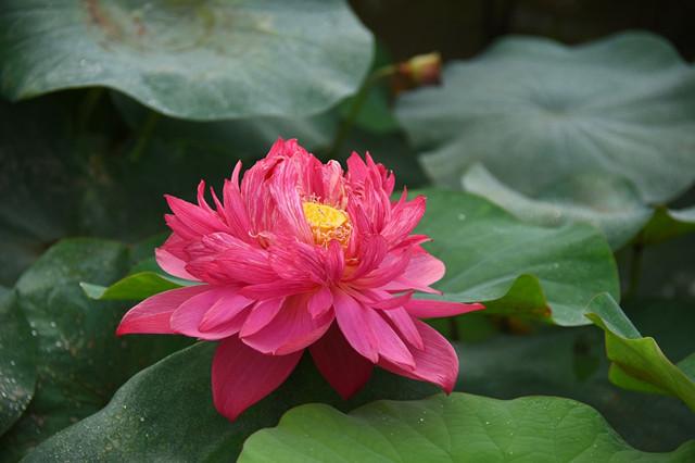 莲中珍品千瓣莲花开1000瓣美了