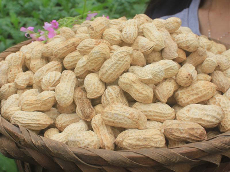 此时,各处大埕,巷子,凡是够大,够干净的地方,都被人们用来晒花生了.