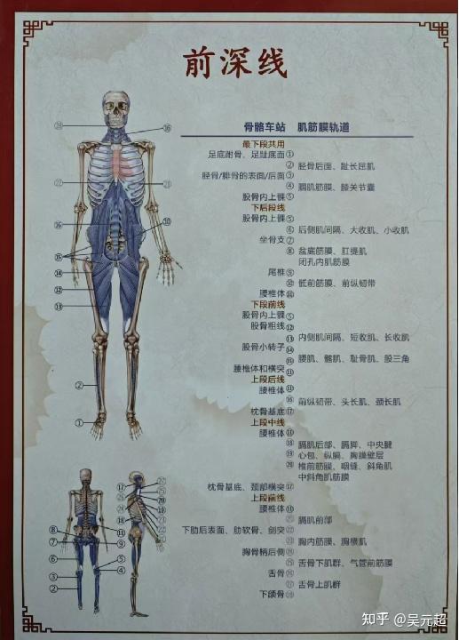 筋膜链 - 知乎