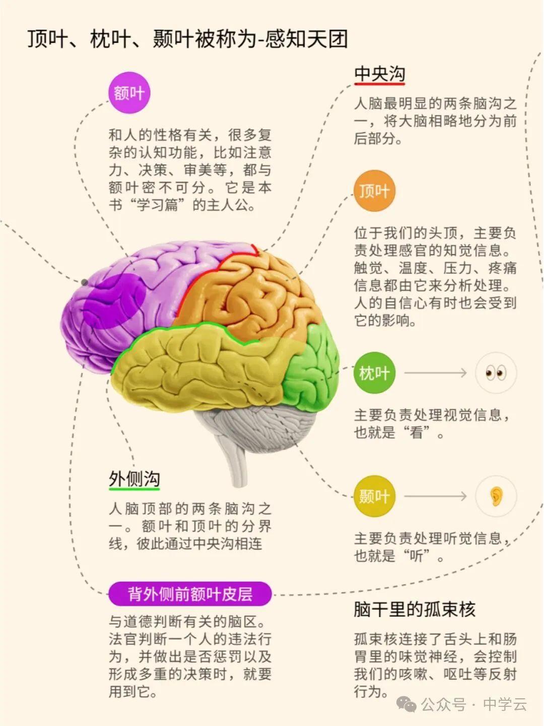 【图解大脑】你的大脑有多厉害？ - 知乎
