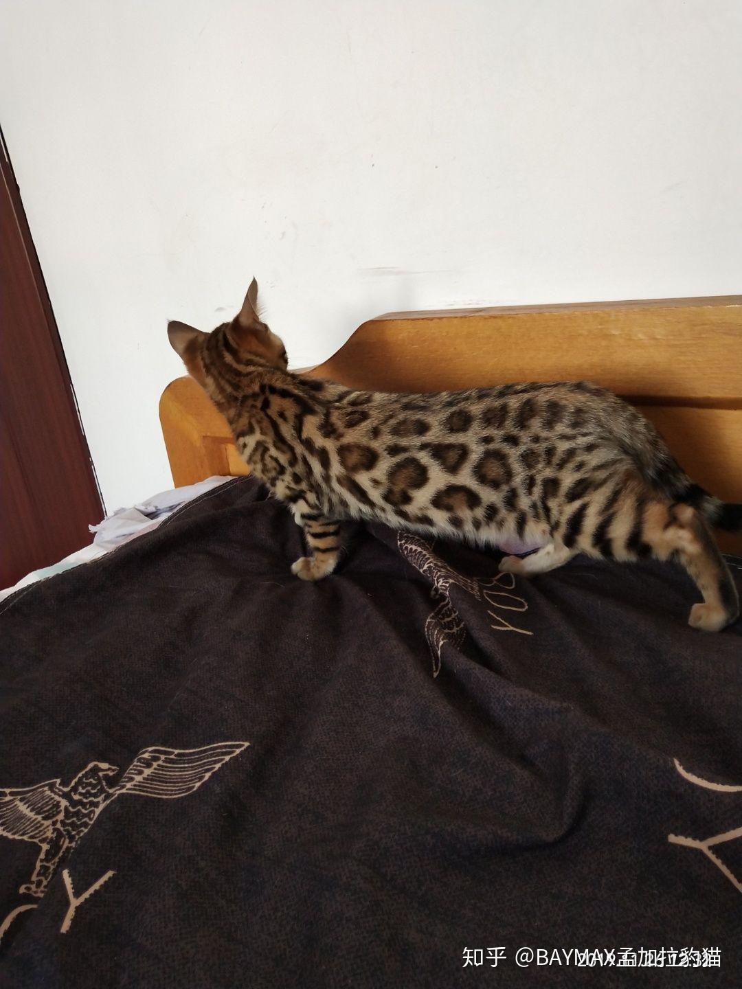 猫舍介绍baymax孟加拉豹猫