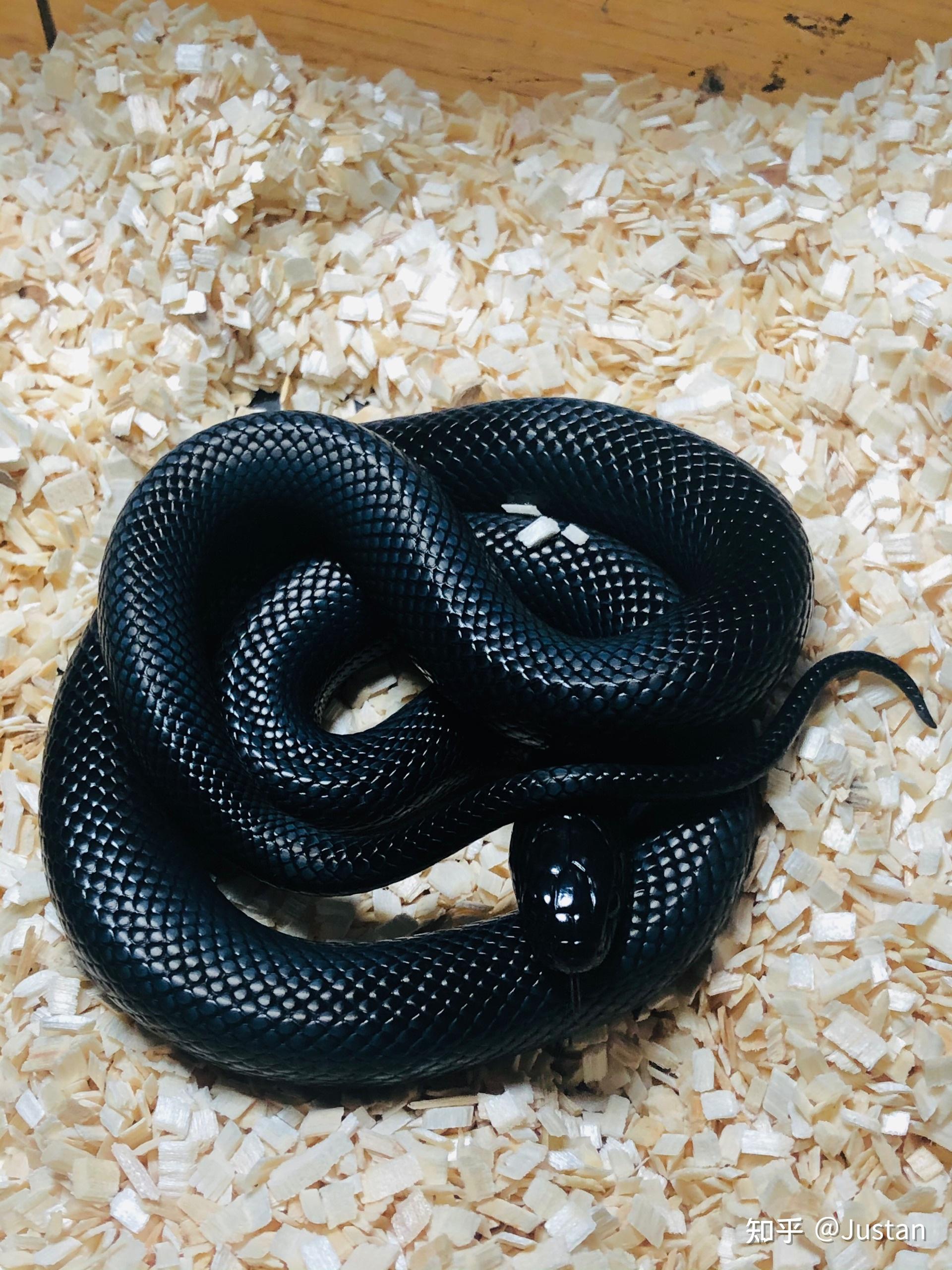 黑色宠物蛇品种图片