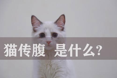 猫传腹是什么