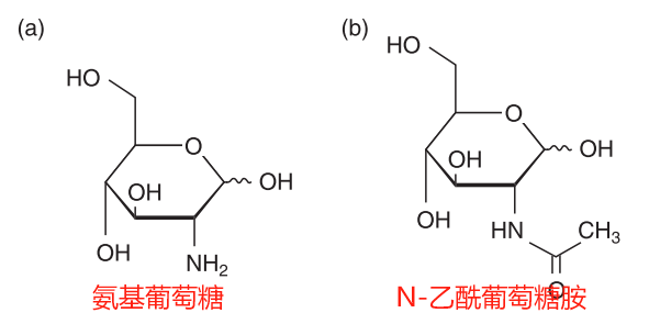 乙酰壳糖胺 zhuanlan.zhihu.com