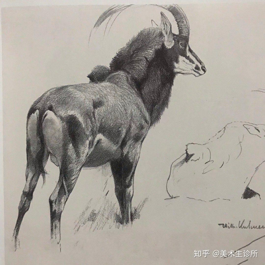 动物素描速写合集收藏起来慢慢画