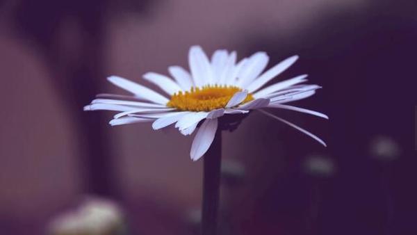代表希望的花有哪些 六大代表希望的花朵图片 知乎