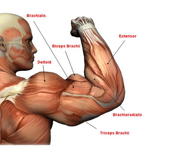 肱二头肌 triceps brachii 肱三头肌 brachioradialis 肱桡肌