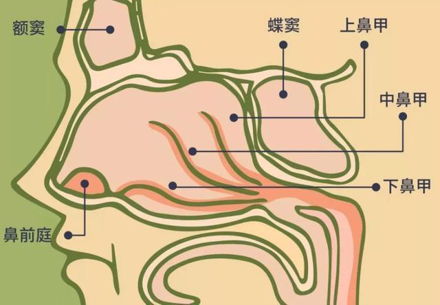 劝你别再挖鼻孔了,看完这篇文章你可能想剁手 - 知乎