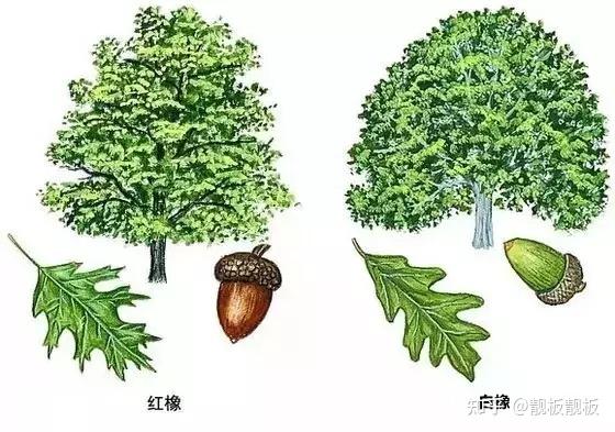 红橡木与白橡木，不只是颜色的区别 - 知乎
