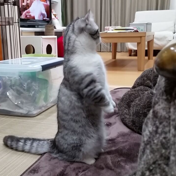 吸猫大会曼基康猫komaru