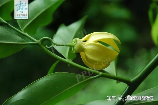 【景观人植物理论系列】华南地区常用常绿灌木 - 知乎