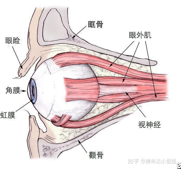 出現重症肌無力,最主要怕出現呼吸肌受累,出現呼吸功能困難.