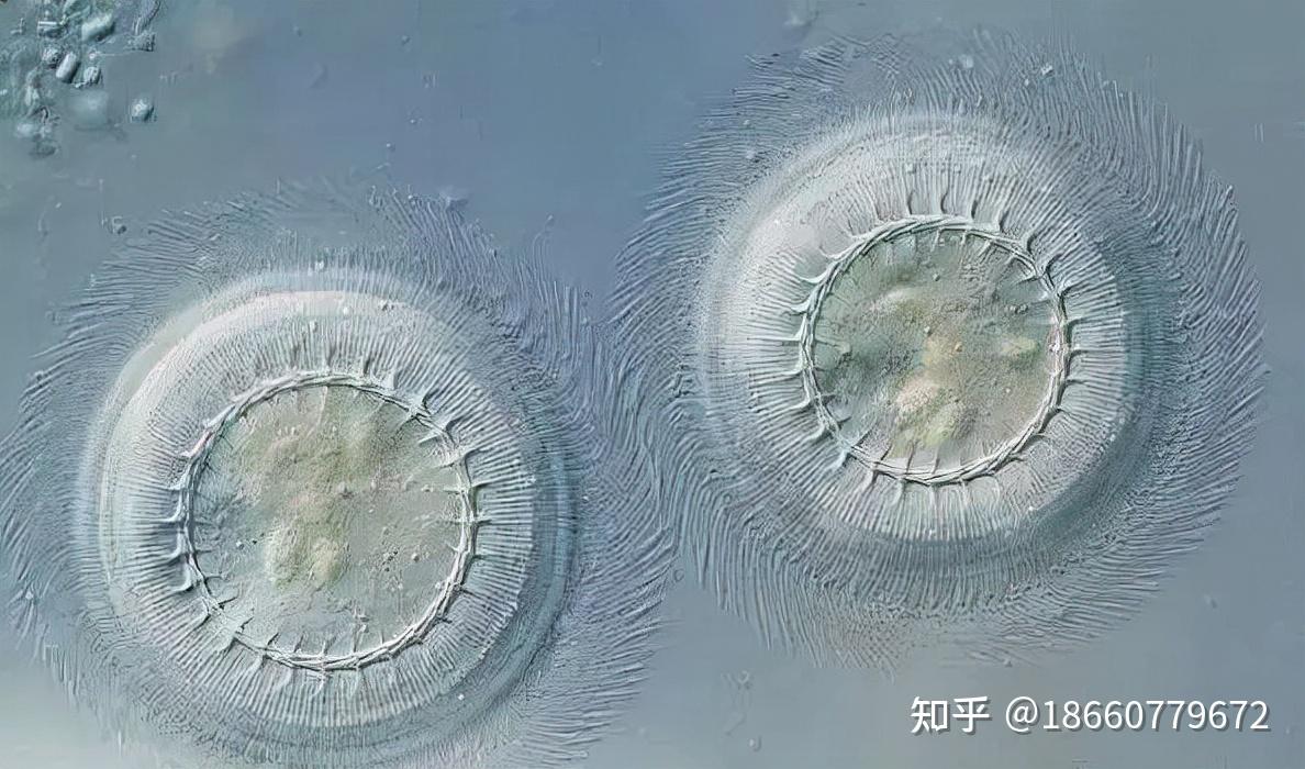 车轮虫怎么处理?