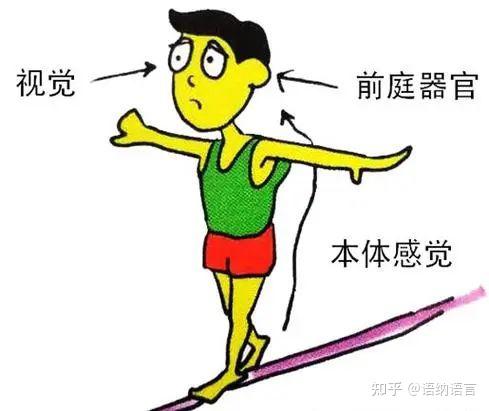 科普丨感觉统合之“前庭觉”——大脑功能最重要的守护神 - 知乎