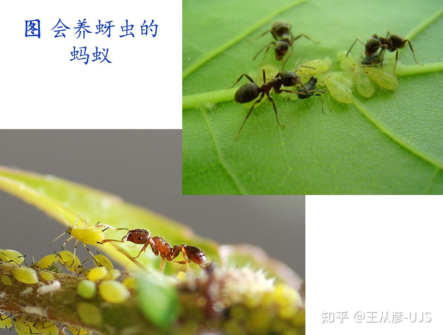 生物的共生关系 - 知乎