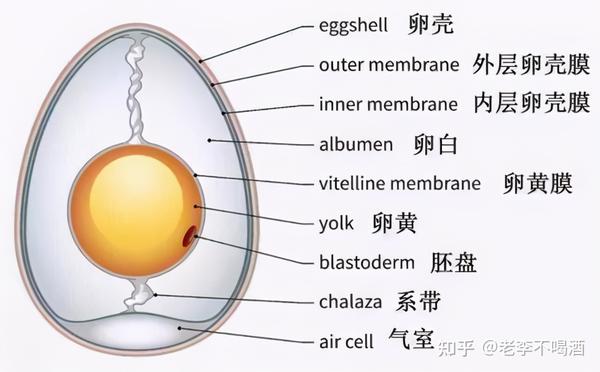 鸡为什么365天都在下蛋？而且未受精，人类利用了鸡的bug - 知乎
