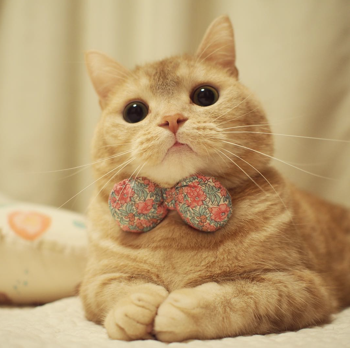 它是曼基康猫,也叫柯基猫,拥有一双小短腿,十分惹人怜爱～假期第一天