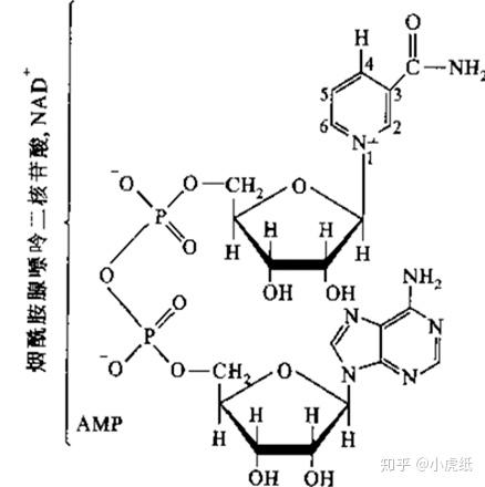 NADPH 和 NADH 是什么 知乎