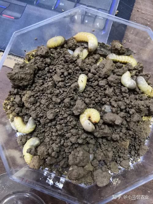 小哥采用循环养殖省30饲料一亩地秸秆养虫600斤喂鸡还产粪沙